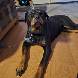 Nela - Rottweiler