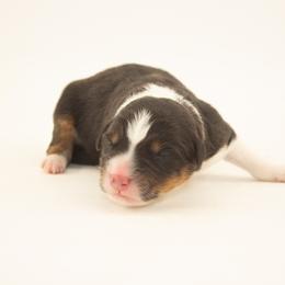 Hopper - Black tri-color male Australian Shepherd puppy in Placerville, California from BFF Aussies