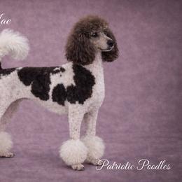 Gracilynn - Poodle