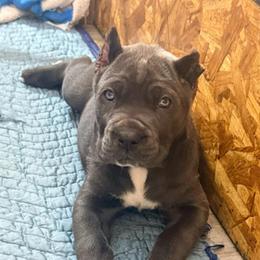 Rumor - Gray female Cane Corso puppy in Waxahachie, Texas from A&M Kennels
