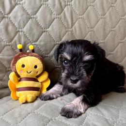 Honey-Bee - AKC - Orange Collar - Black and silver female Miniature Schnauzer puppy in Wheeler, Wisconsin from Sue’s Miniature Schnauzers