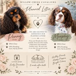 Cavalier King Charles Spaniel puppies from Willow Creek Cavaliers