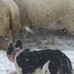 Border Collies and Maremma Sheepdogs from Hope's Farm