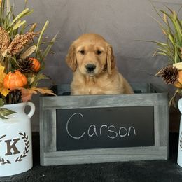 Golden Retriever Puppies from KP Golden Retrievers