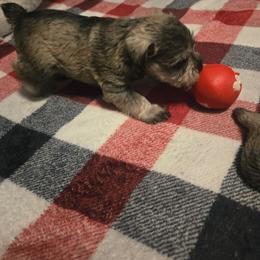 Astro - Salt and pepper male Miniature Schnauzer puppy in Dozier, Alabama from The Bearded Lady Miniature Schnauzers