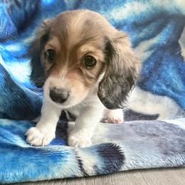 Boy 2 - Piebald male Dachshund puppy in Umatilla County, Oregon from Divine Dogs