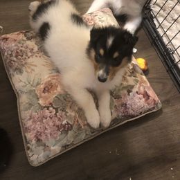 Bentley - White male Collie puppy in Abilene, Texas from Regal Lassie's