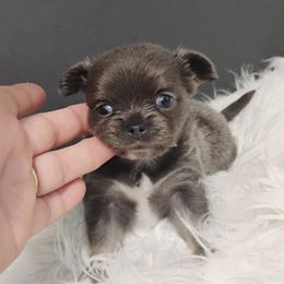 Justice - Chocolate sabled fawn female Chihuahua puppy in Wayland, Michigan from MI Chi