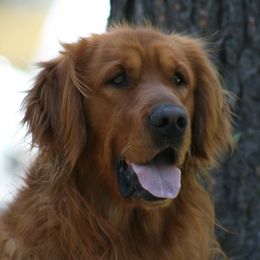 Whiskey - Golden Retriever