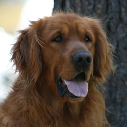 Whiskey - Golden Retriever