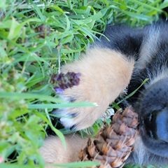 Atlas - Lapponian Herder puppy in Roseburg, Oregon from Kaunis Joki Kennels