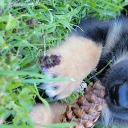 Atlas - Lapponian Herder puppy in Roseburg, Oregon from Kaunis Joki Kennels