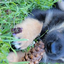 Atlas - Lapponian Herder puppy in Roseburg, Oregon from Kaunis Joki Kennels
