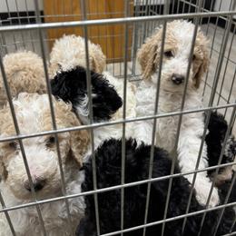 Bernedoodle and Double Doodle Puppies from ETX Dandy Doodle