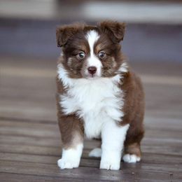 Miniature Australian Shepherd and Toy Australian Shepherd Puppies from Ripple Creek