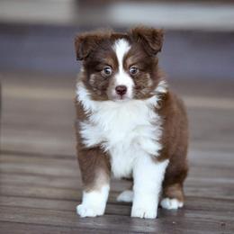 Miniature Australian Shepherd and Toy Australian Shepherd Puppies from Ripple Creek