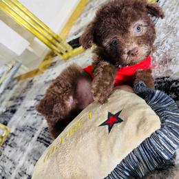 SNICKERS - Brown male Maltipoo puppy in Sugar Land, Texas from Celebrity Maltipoos