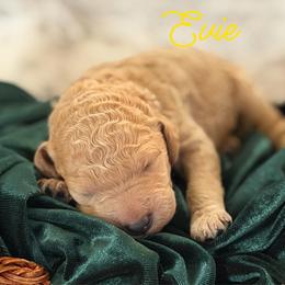 Evie - Apricot female Poodle puppy in Brooksville, Florida from Ariella Standard Poodles & Chinese Cresteds