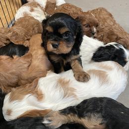 Bellamy Blue - Black and tan male Cavalier King Charles Spaniel puppy in Phoenix, Arizona from Larisa's Cavaliers
