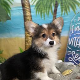 American Corgis and Pembroke Welsh Corgis from SoCal Native Corgis