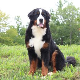 Bernese Mountain Dog and Golden Retriever All Grown Up from Langlois Goldens & Berners