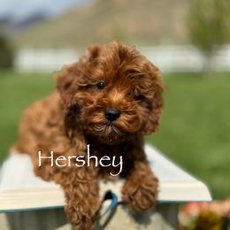 Cavapoo and Goldendoodle Puppies from Goldendoodles Utah| All sizes| Erda, Utah