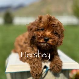 Cavapoo and Goldendoodle Puppies from Goldendoodles Utah| All sizes| Erda, Utah