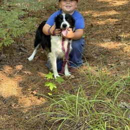 Jessie - Border Collie