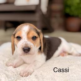 Cassi - Black tan and white female Beagle puppy in Mansfield, Missouri from Rippee Creek Kennel