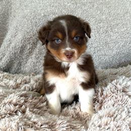 Boy 2 - Red tri-color male Australian Shepherd puppy in Rochester, Massachusetts from Clover Creek Aussies