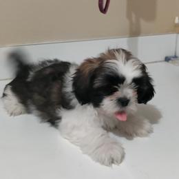 Shih Tzu Puppies from R&R Shih-Tzus