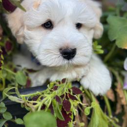 Chuchoo - Wheaten male Miniature Schnauzer puppy in Jefferson, Oregon from Whiskey Meadows Miniature Schnauzers