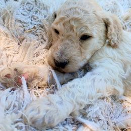 Buttercream - Poodle puppy in Redding, California from Canyon Creek Kennels