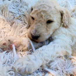 Buttercream - Poodle puppy in Redding, California from Canyon Creek Kennels