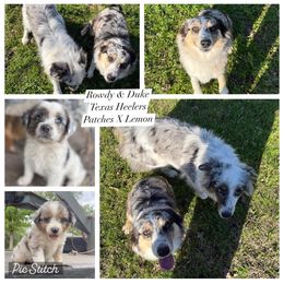 Australian Cattle Dog, Australian Shepherd, Companion Cross, and Miniature Australian Shepherd Puppies from MK Aussies