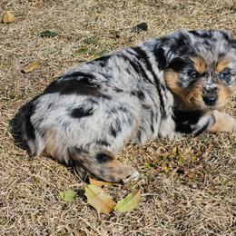 Jake Sully - Blue merle male Miniature Australian Shepherd puppy in Orrtanna, Pennsylvania from Mountain Top Shepherd's