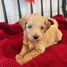 Tinker Bell - Gold female Bordoodle puppy in Valley Center, California from Circle R Valley Bordoodls