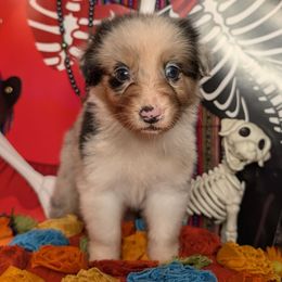 Starlit - Blue merle female Australian Shepherd puppy in Arlington, Texas from Firelight Australian Shepherds
