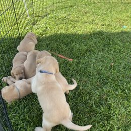 Labrador Retriever Puppies from Daisy Hill Farm