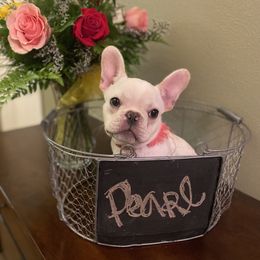 French Bulldog Puppies from Mississippi Sound Frenchies