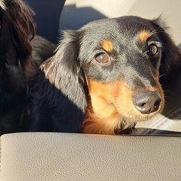 Dachshunds from Airamalonso