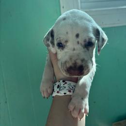 Cactus - White and liver brown male Dalmatian puppy in Wilson, North Carolina from New Horizonz Dalmatians