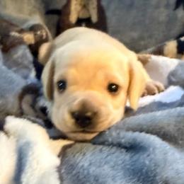 SweetPea - Cream female Dachshund puppy in Madisonville, Tennessee from KK Mini Doxies