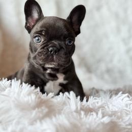 Apollo - Blue male French Bulldog puppy in Clever, Missouri from Crystals Bulldog Bungalow