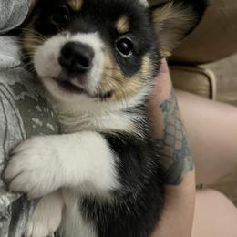 Pembroke Welsh Corgi Puppies from S7 Corgis and Chaos