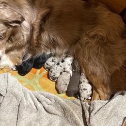 Jade - Blue merle female Australian Shepherd puppy in Brownfield, Maine from Misty Feather Aussies