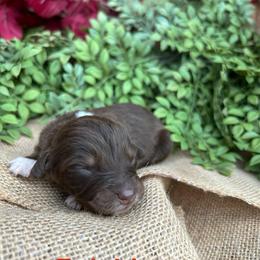 Ralphie - Red tri-color male Australian Shepherd puppy in Butler, Georgia from Aussies at Howling Hill Farm