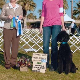Poodle Puppies from Linden Poodles