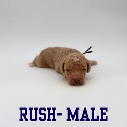 Rush - Apricot male Aussiedoodle puppy in West Monroe, Louisiana from Diamond M Poodles and Doodles