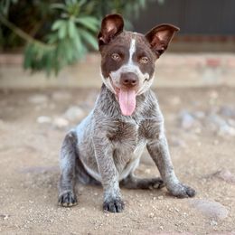 Theo - Blue male Australian Cattle Dog puppy in Sahuarita, Arizona from A2 Australian Cattle Dogs